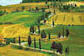 rows of cypress trees in the Tuscan countryside